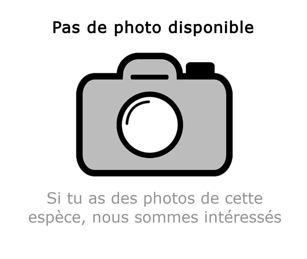 Rascasse de Maurice - Sebastapistes mauritiana -  - BioObs