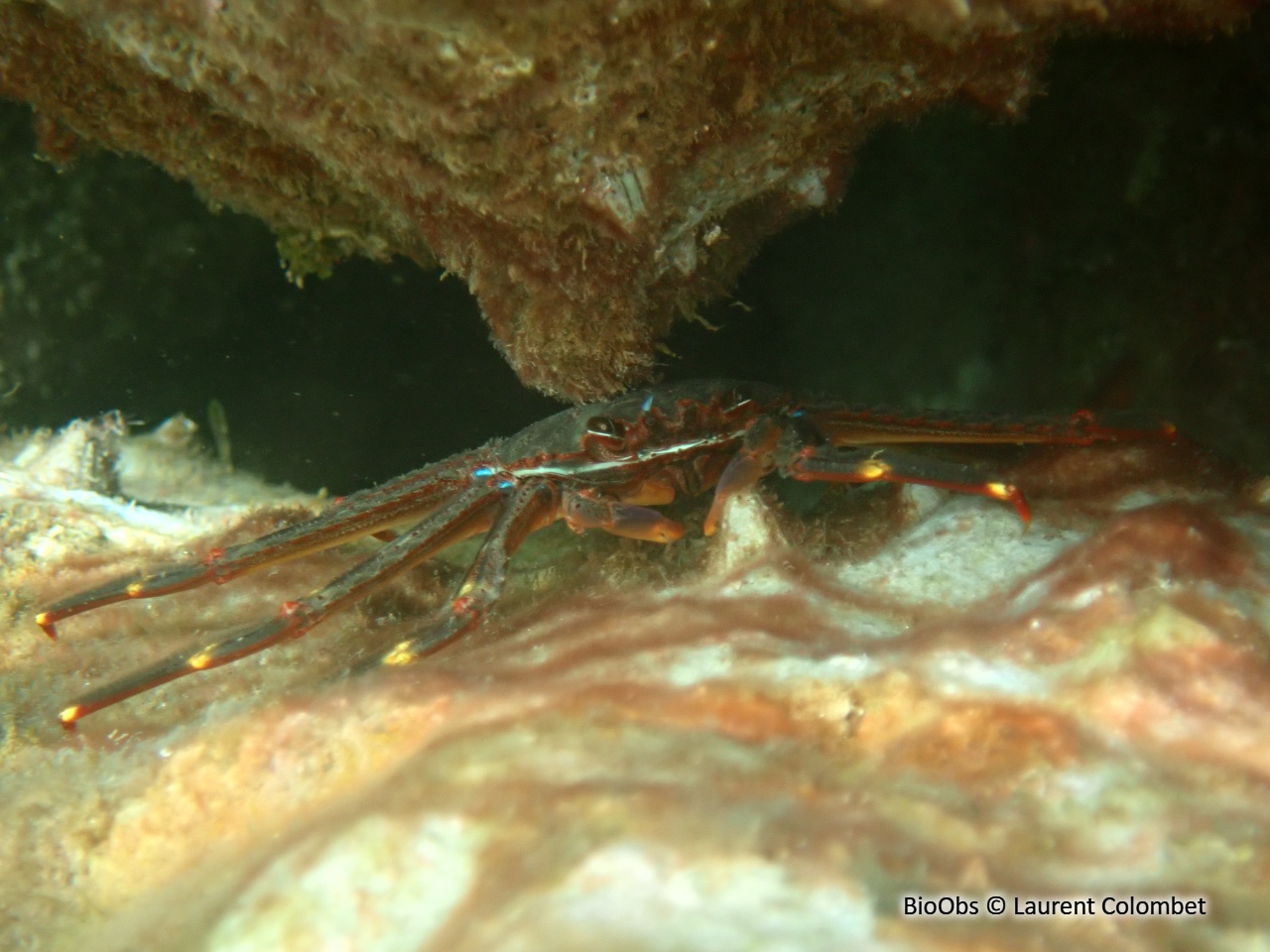 Crabe plat des oursins - Percnon gibbesi - Laurent Colombet - BioObs