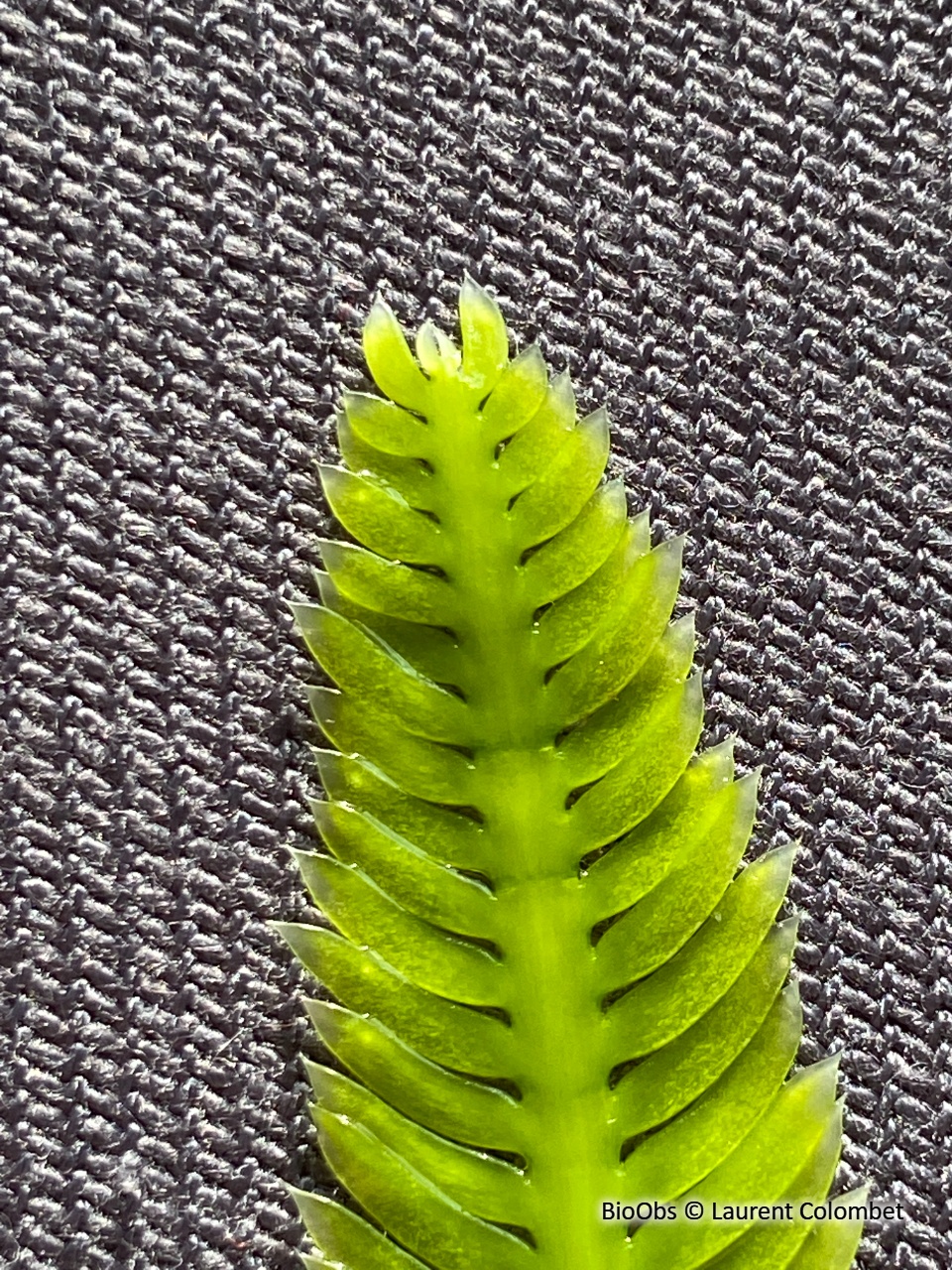 Caulerpe à feuilles d'If - Caulerpa taxifolia - Laurent Colombet - BioObs