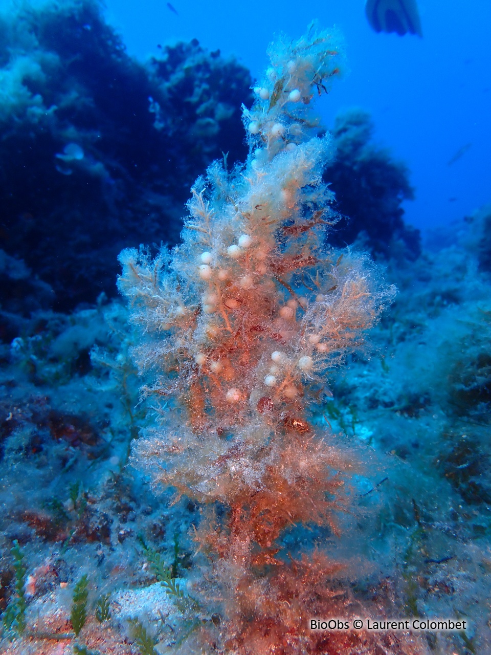 Sargasse commune - Sargassum vulgare - Laurent Colombet - BioObs