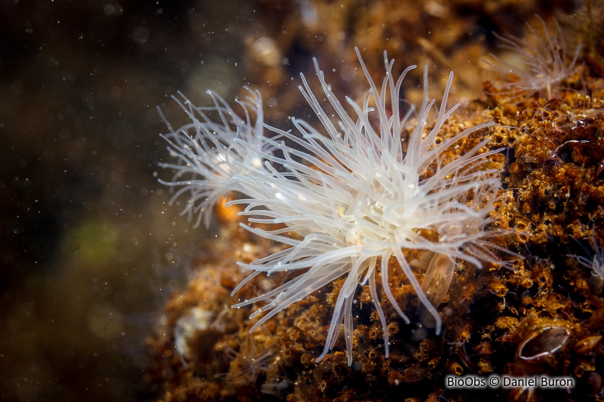 Anémone asiatique lignée - Diadumene lineata - Daniel Buron - BioObs