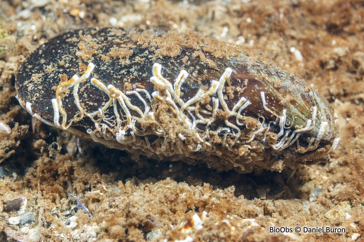 Moule asiatique - Arcuatula senhousia - Daniel Buron - BioObs