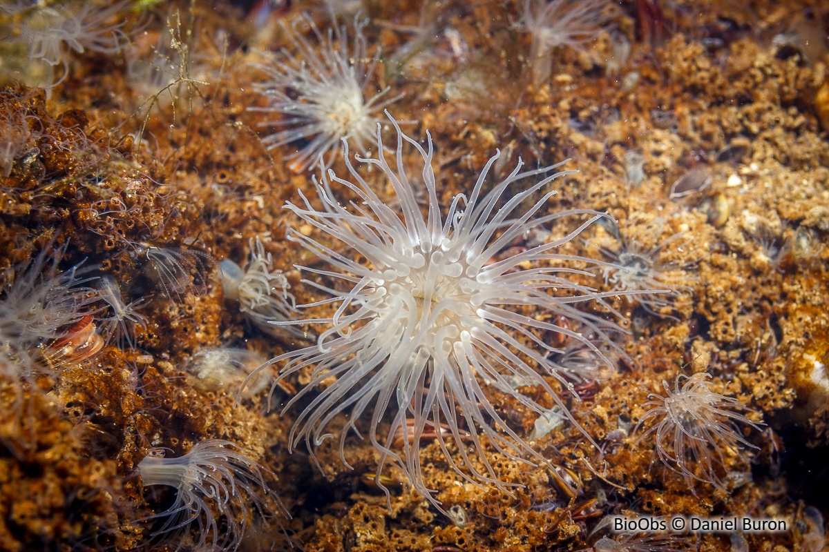 Anémone asiatique lignée - Diadumene lineata - Daniel Buron - BioObs