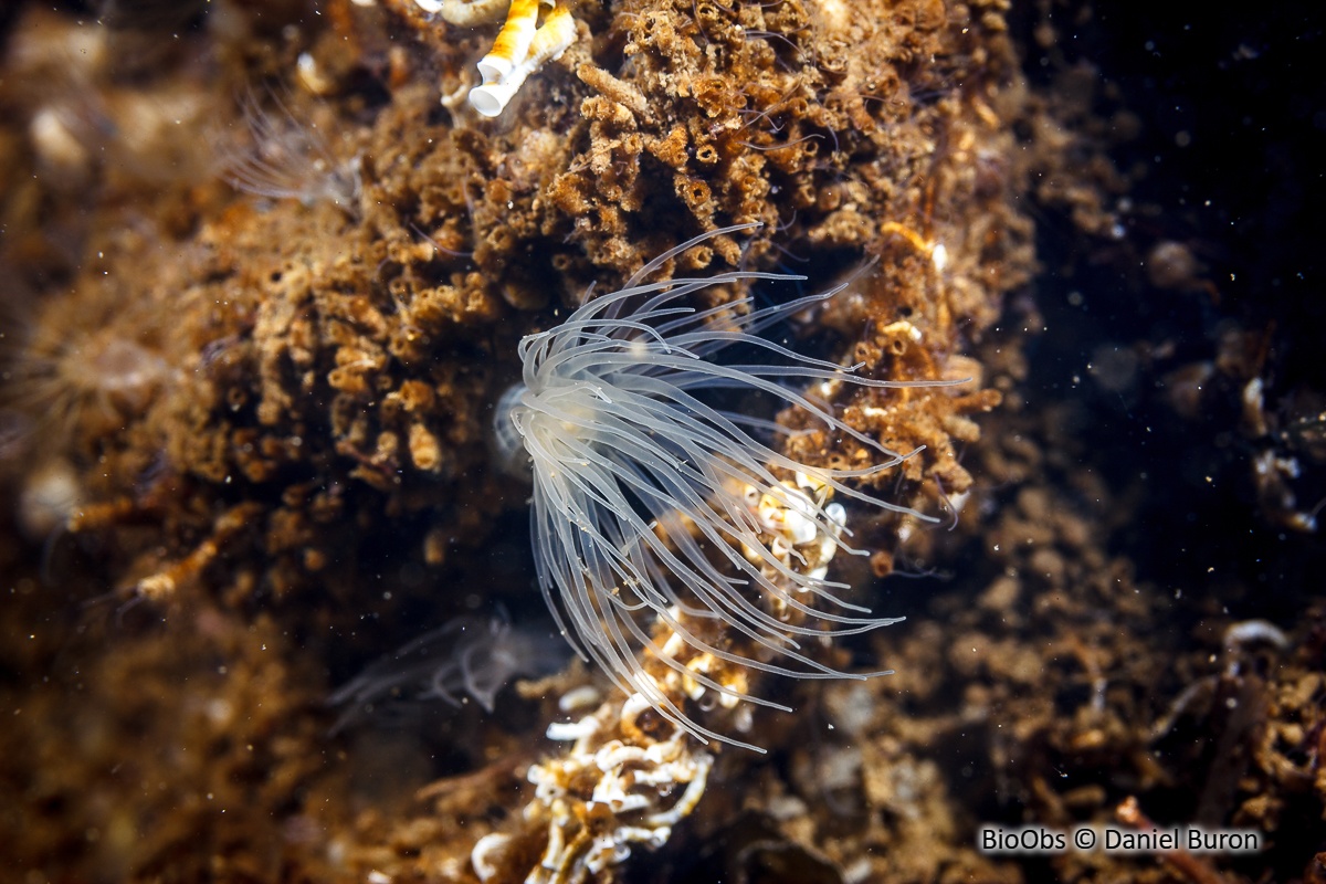 Anémone asiatique lignée - Diadumene lineata - Daniel Buron - BioObs