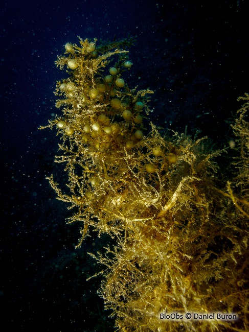 Sargasse commune - Sargassum vulgare Sargasse commune - Sargassum vulgare
