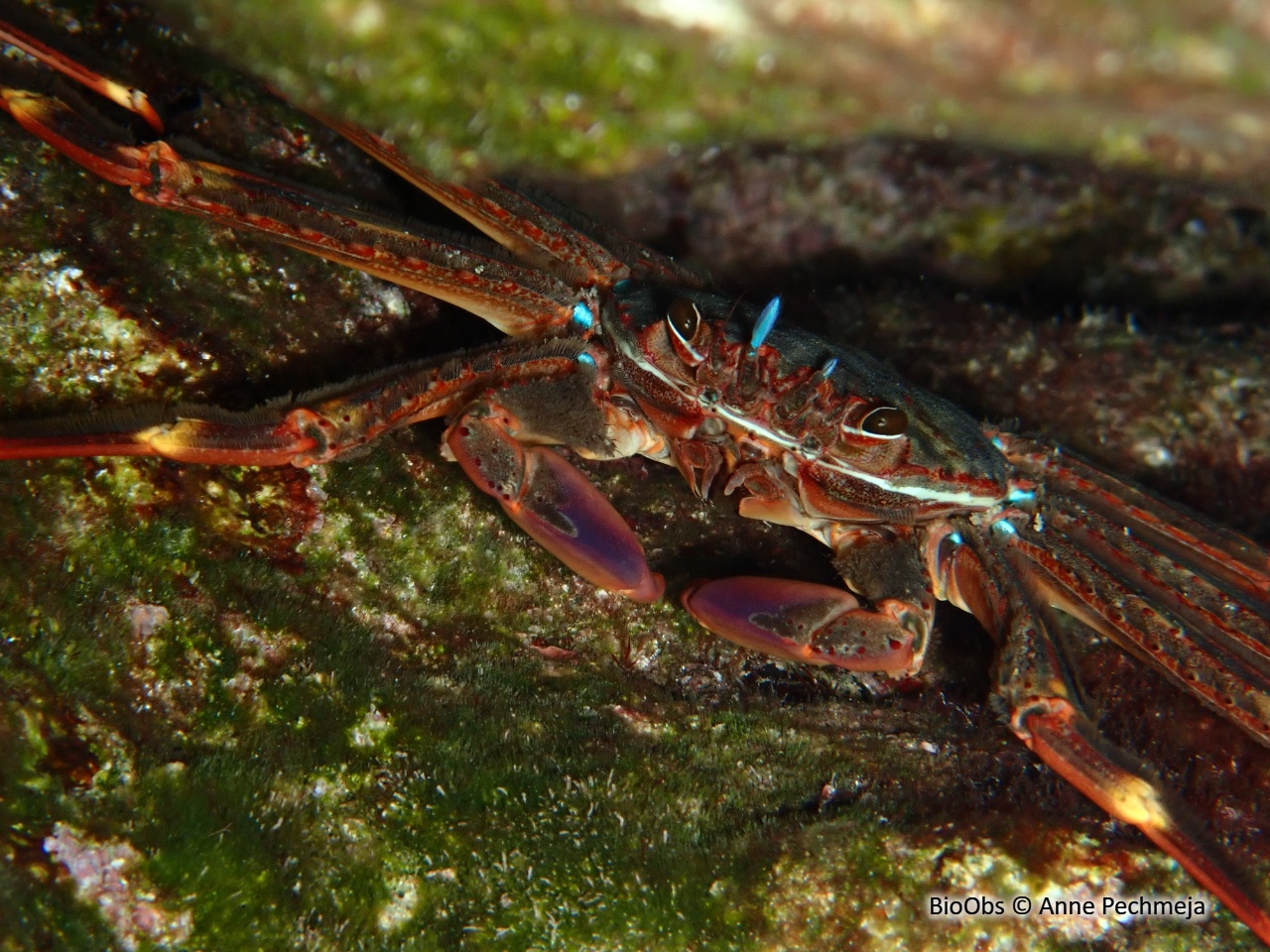 Crabe plat des oursins - Percnon gibbesi - Anne Pechmeja - BioObs