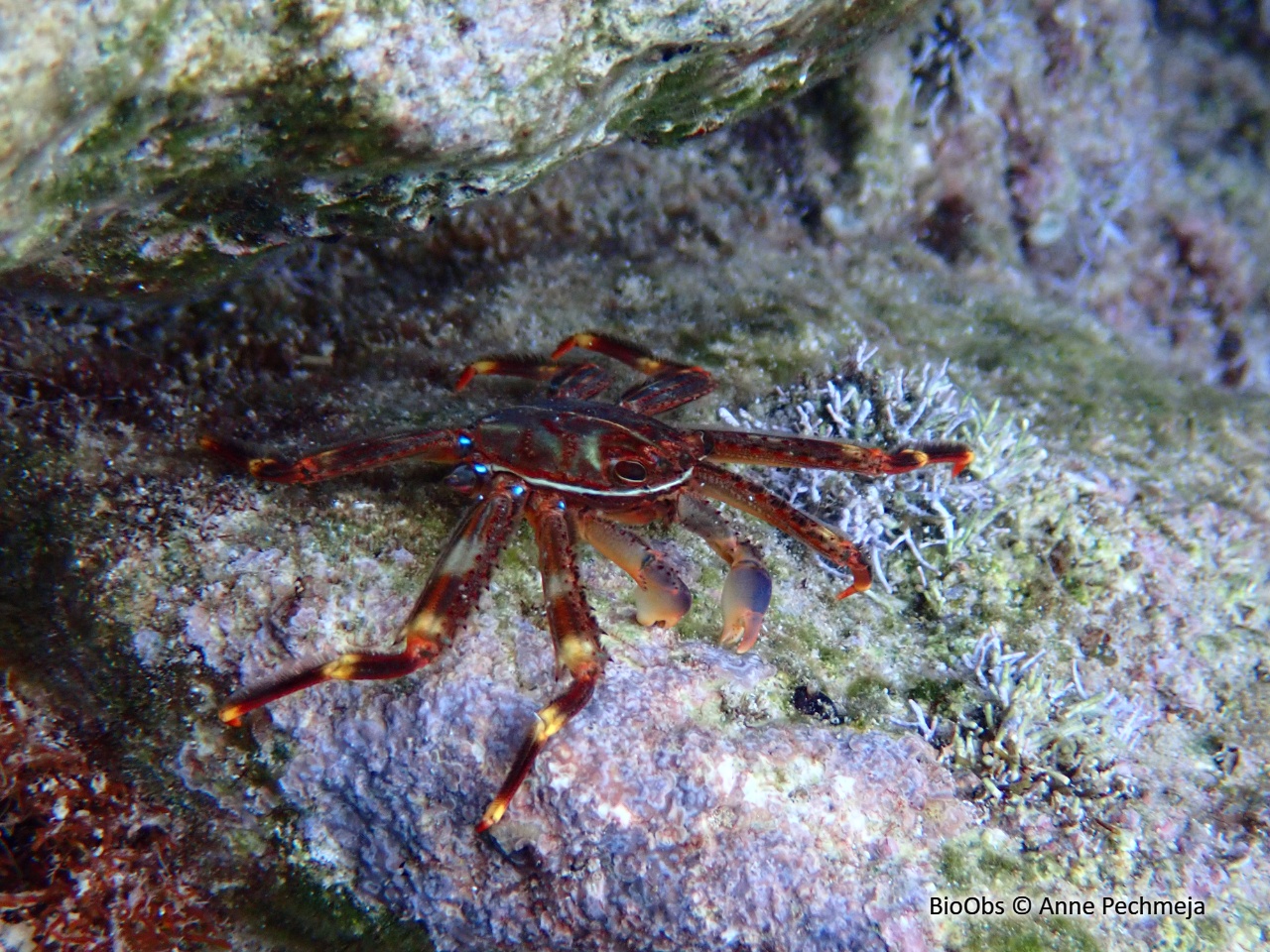 Crabe plat des oursins - Percnon gibbesi - Anne Pechmeja - BioObs