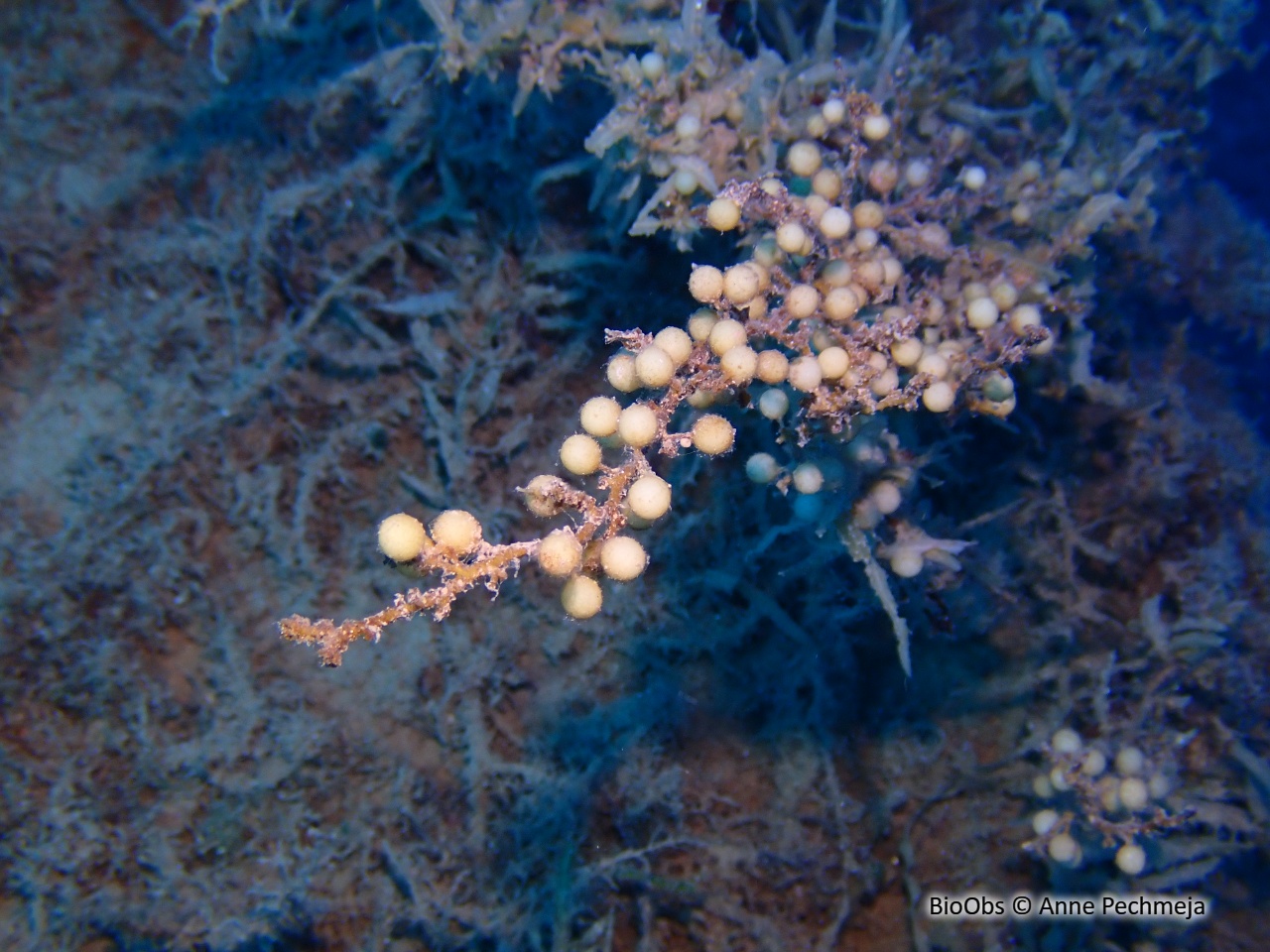 Sargasse commune - Sargassum vulgare - Anne Pechmeja - BioObs