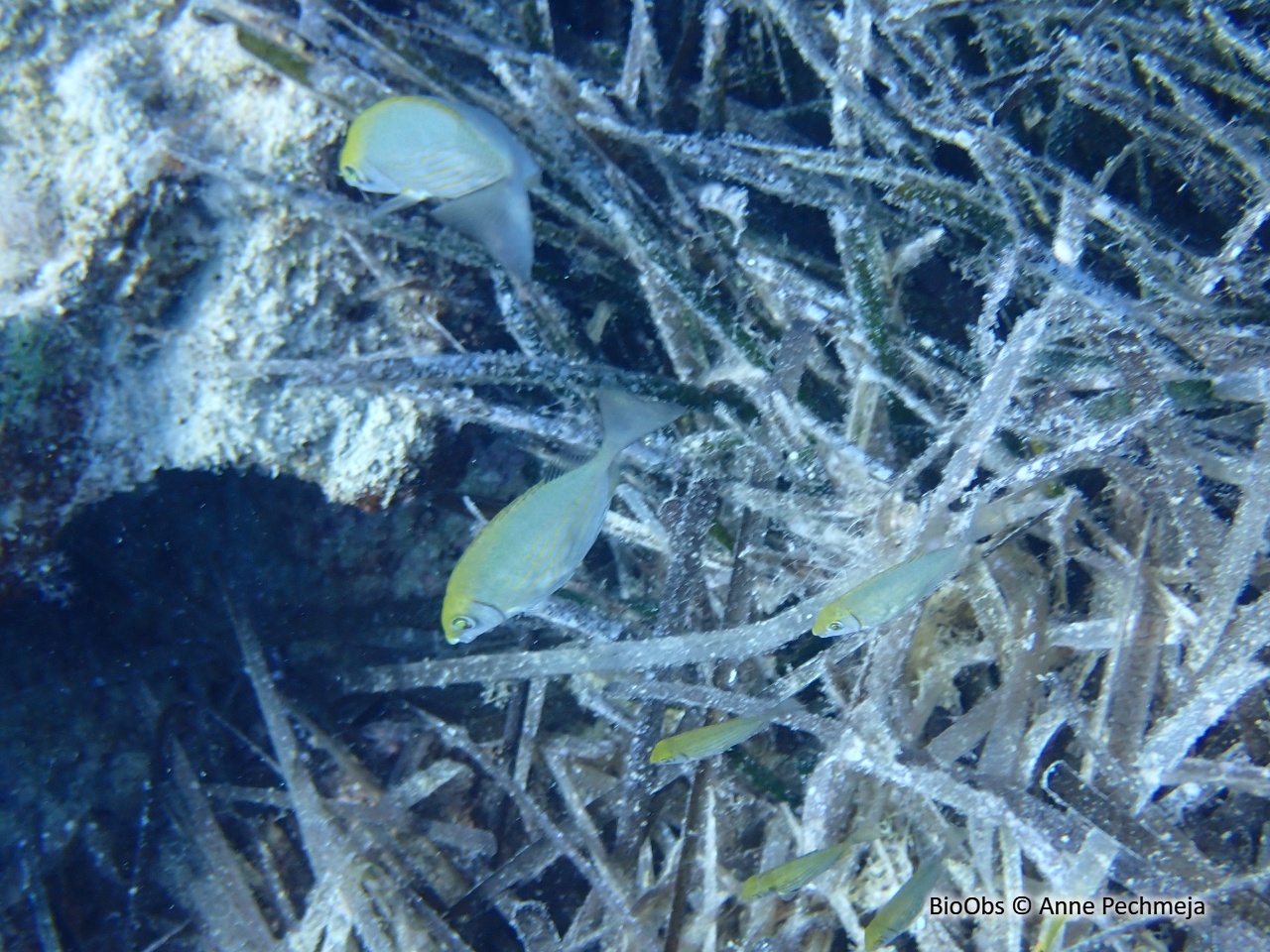 Poisson lapin à ventre strié - Siganus rivulatus - Anne Pechmeja - BioObs