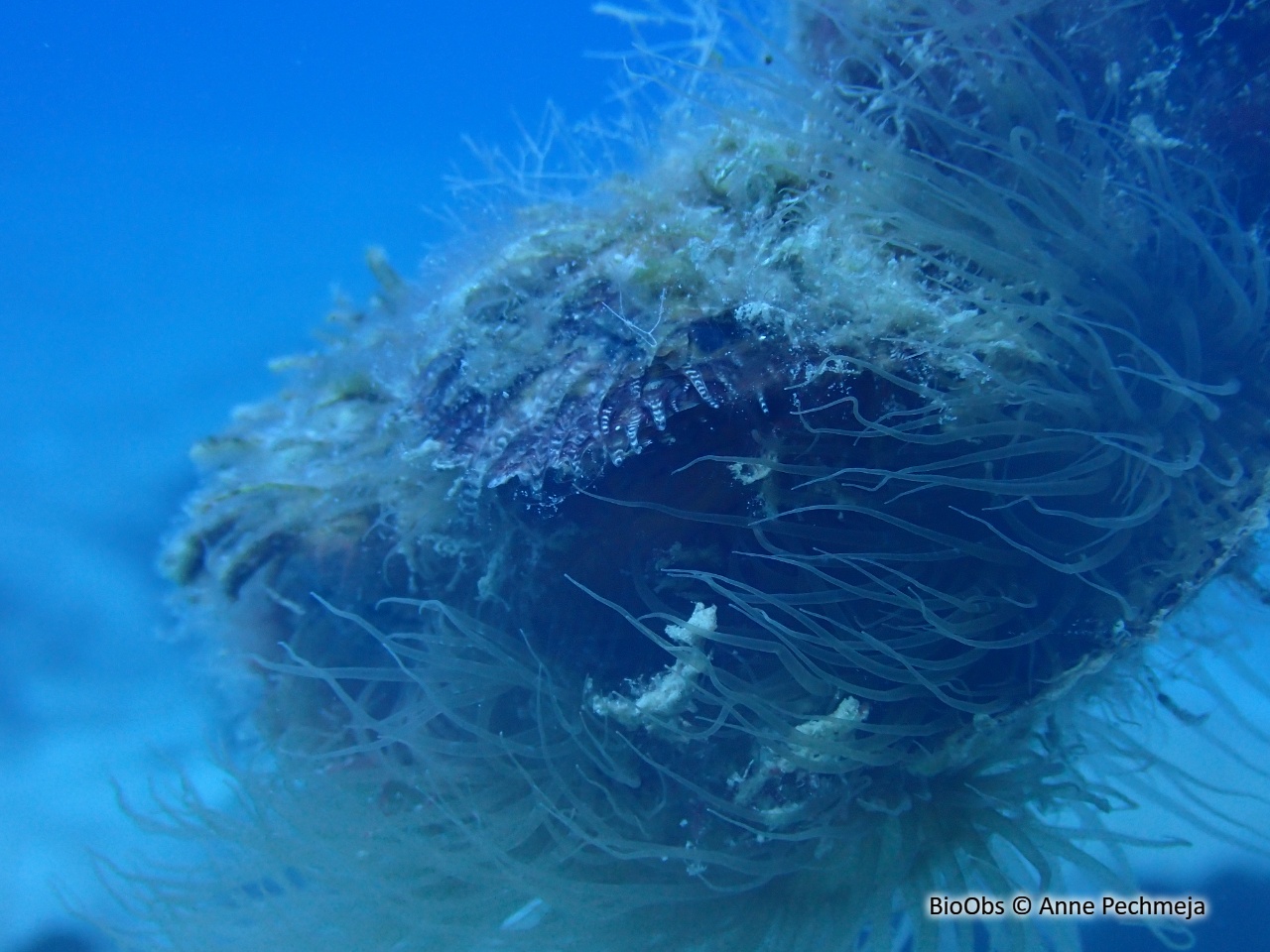Huitre perlière rayée - Pinctada radiata - Anne Pechmeja - BioObs
