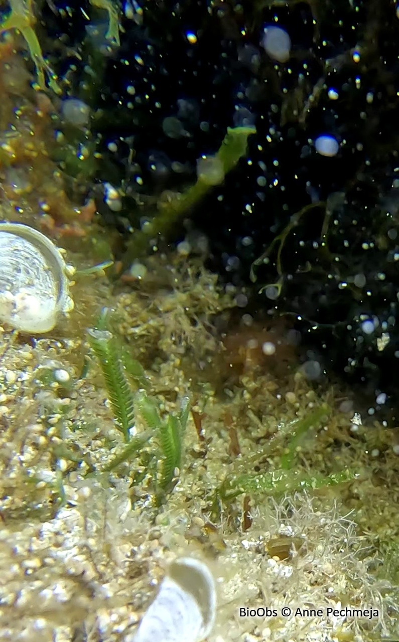 Caulerpe à feuilles d'If - Caulerpa taxifolia - Anne Pechmeja - BioObs