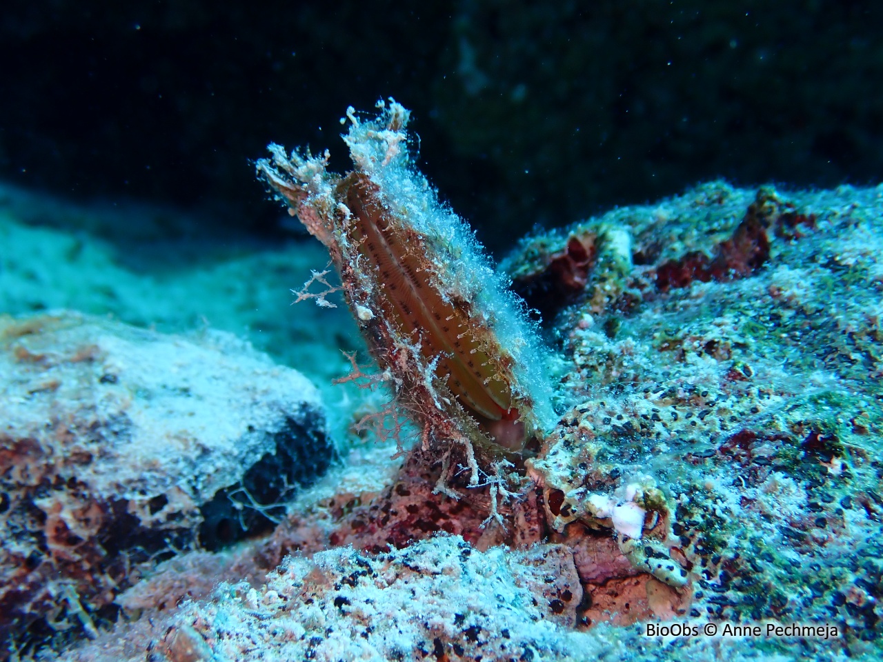 Huitre perlière rayée - Pinctada radiata - Anne Pechmeja - BioObs