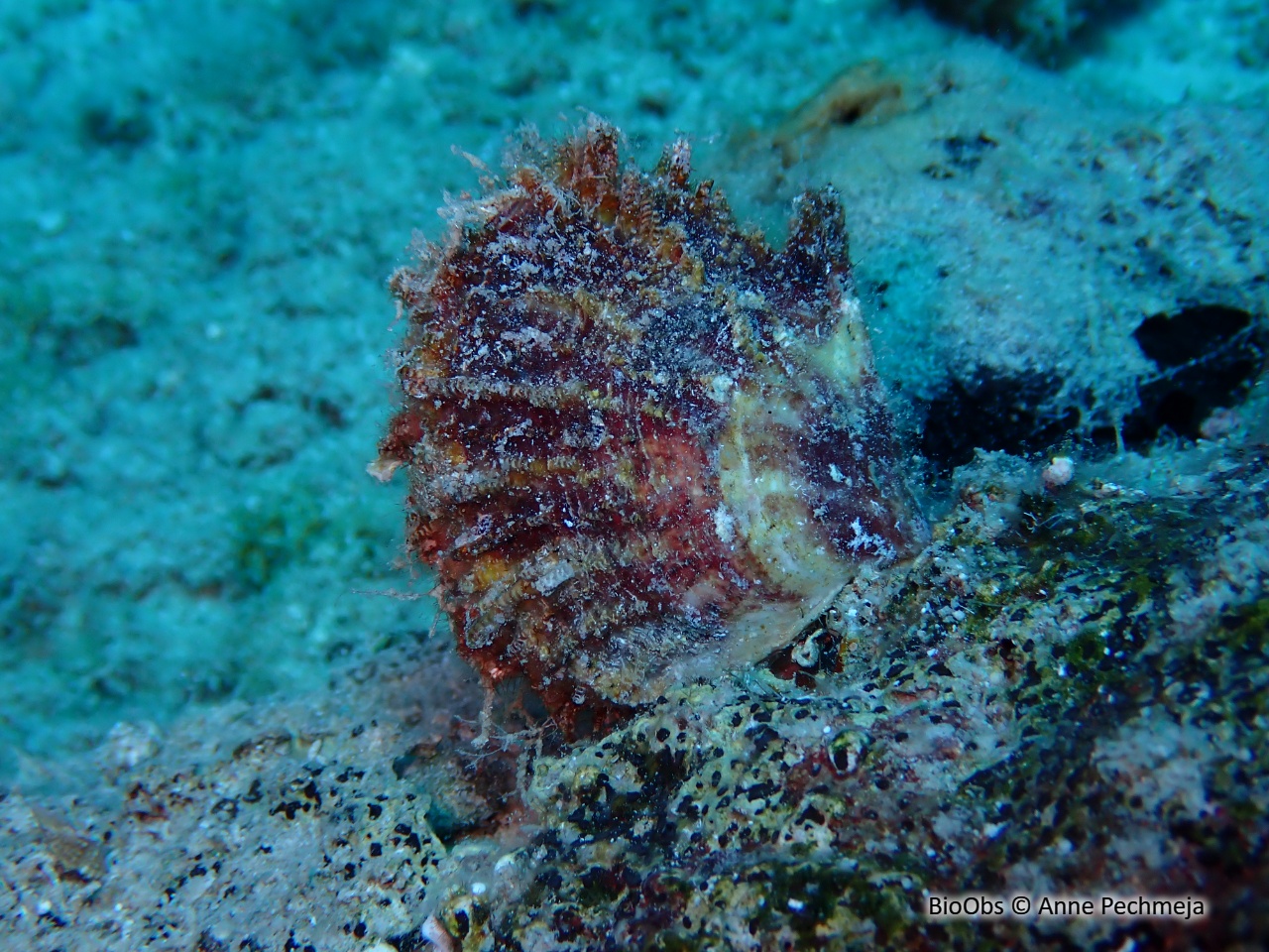 Huitre perlière rayée - Pinctada radiata - Anne Pechmeja - BioObs