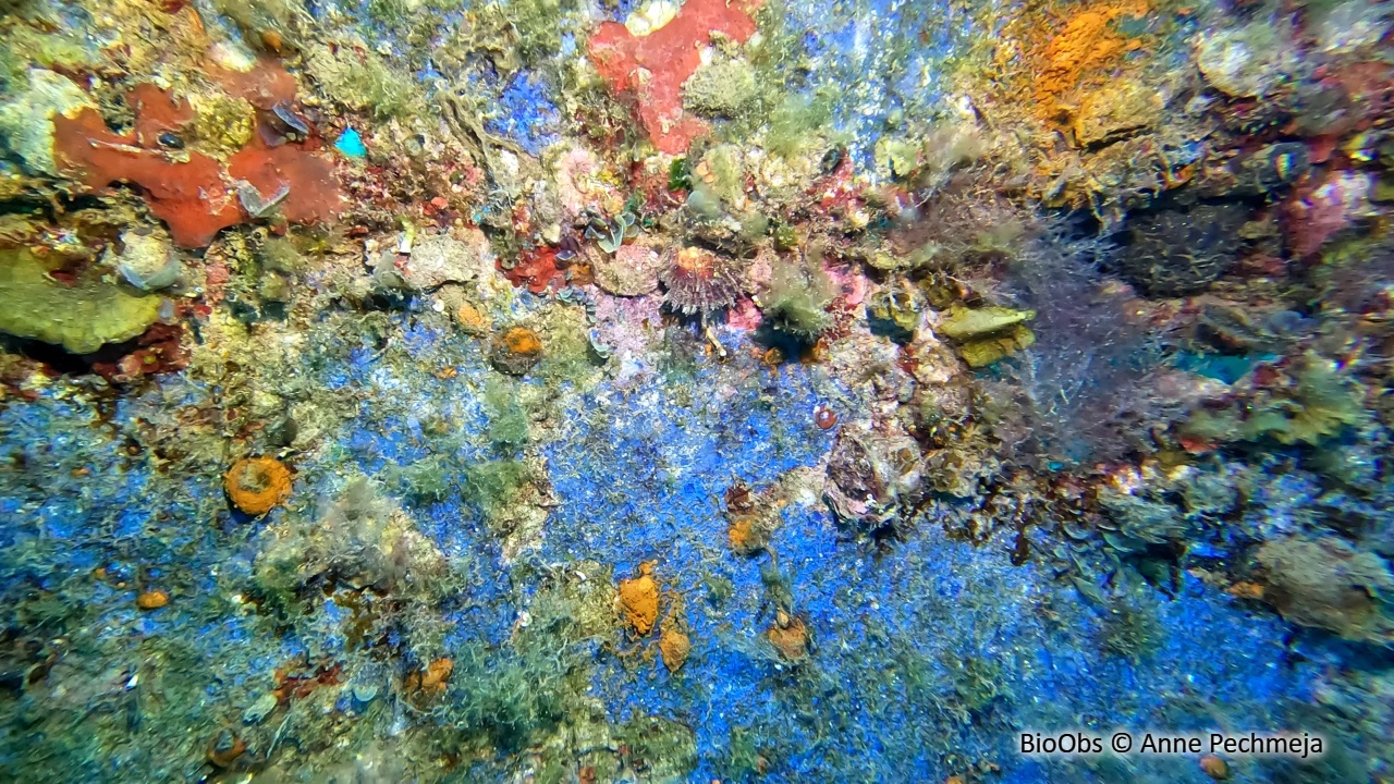 Huitre perlière rayée - Pinctada radiata - Anne Pechmeja - BioObs