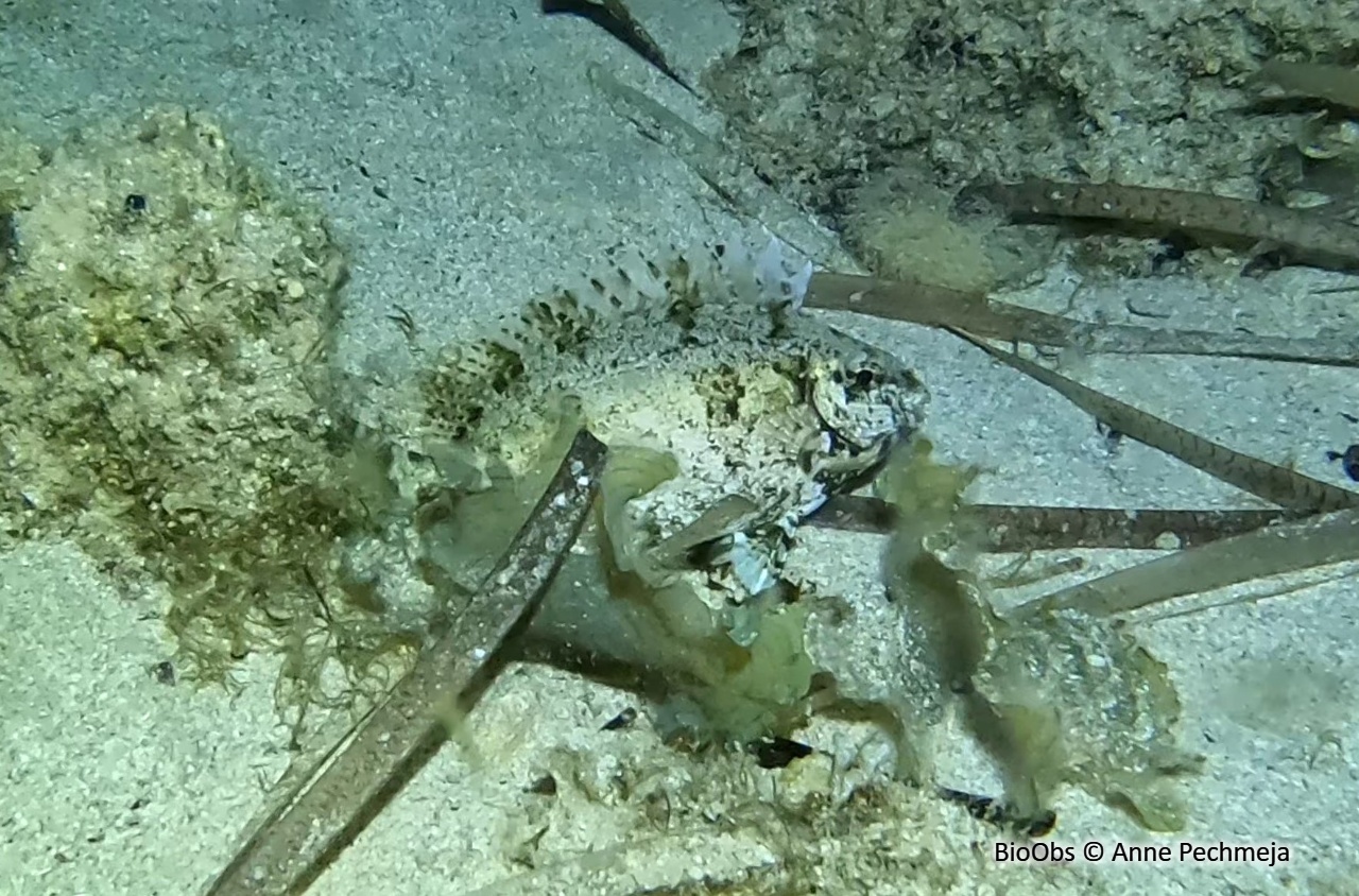 Poisson lapin à queue tronquée - Siganus luridus - Anne Pechmeja - BioObs