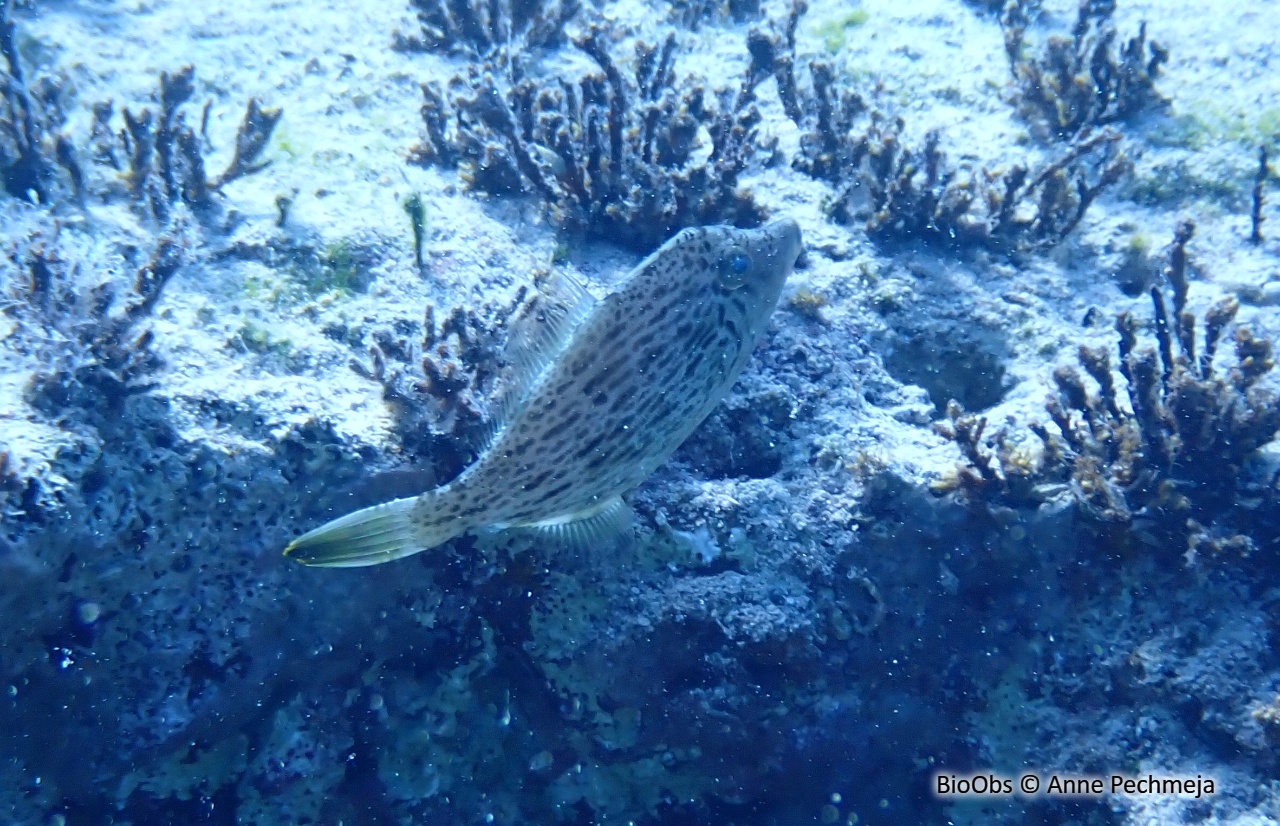 Bourse garnale - Stephanolepis diaspros - Anne Pechmeja - BioObs