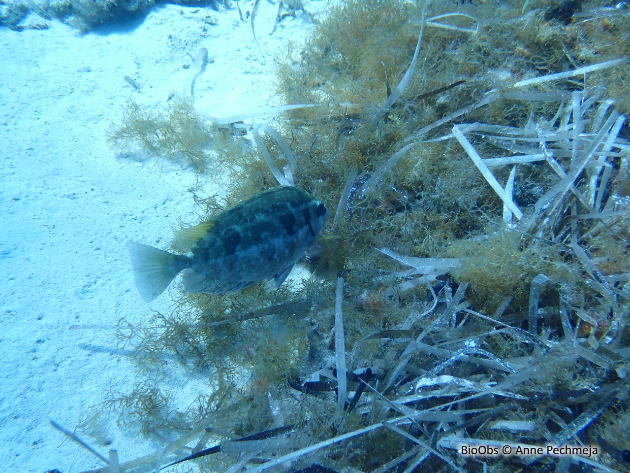 Poisson lapin à queue tronquée - Siganus luridus - Anne Pechmeja - BioObs