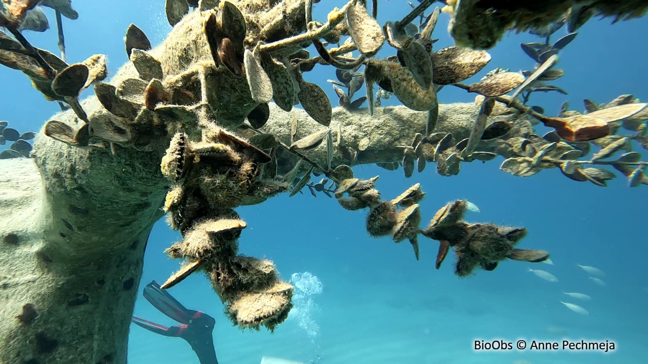 Huitre perlière rayée - Pinctada radiata - Anne Pechmeja - BioObs