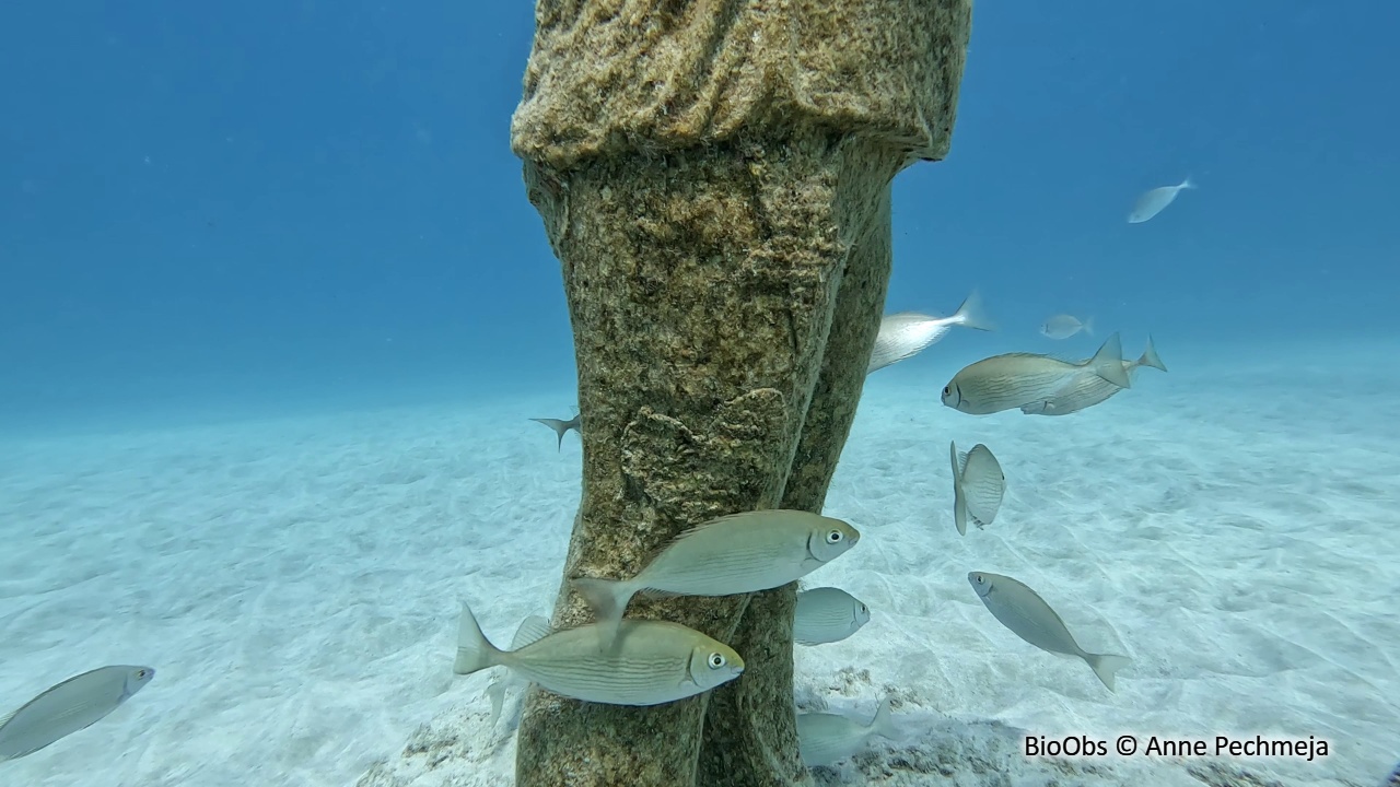 Poisson lapin à ventre strié - Siganus rivulatus - Anne Pechmeja - BioObs