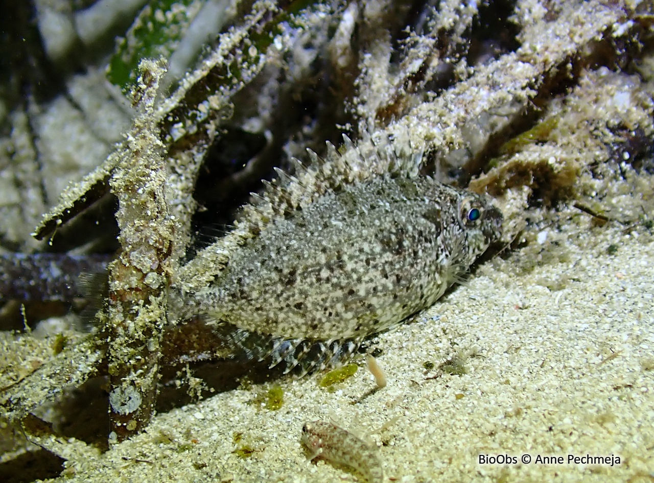 Poisson lapin à ventre strié - Siganus rivulatus - Anne Pechmeja - BioObs