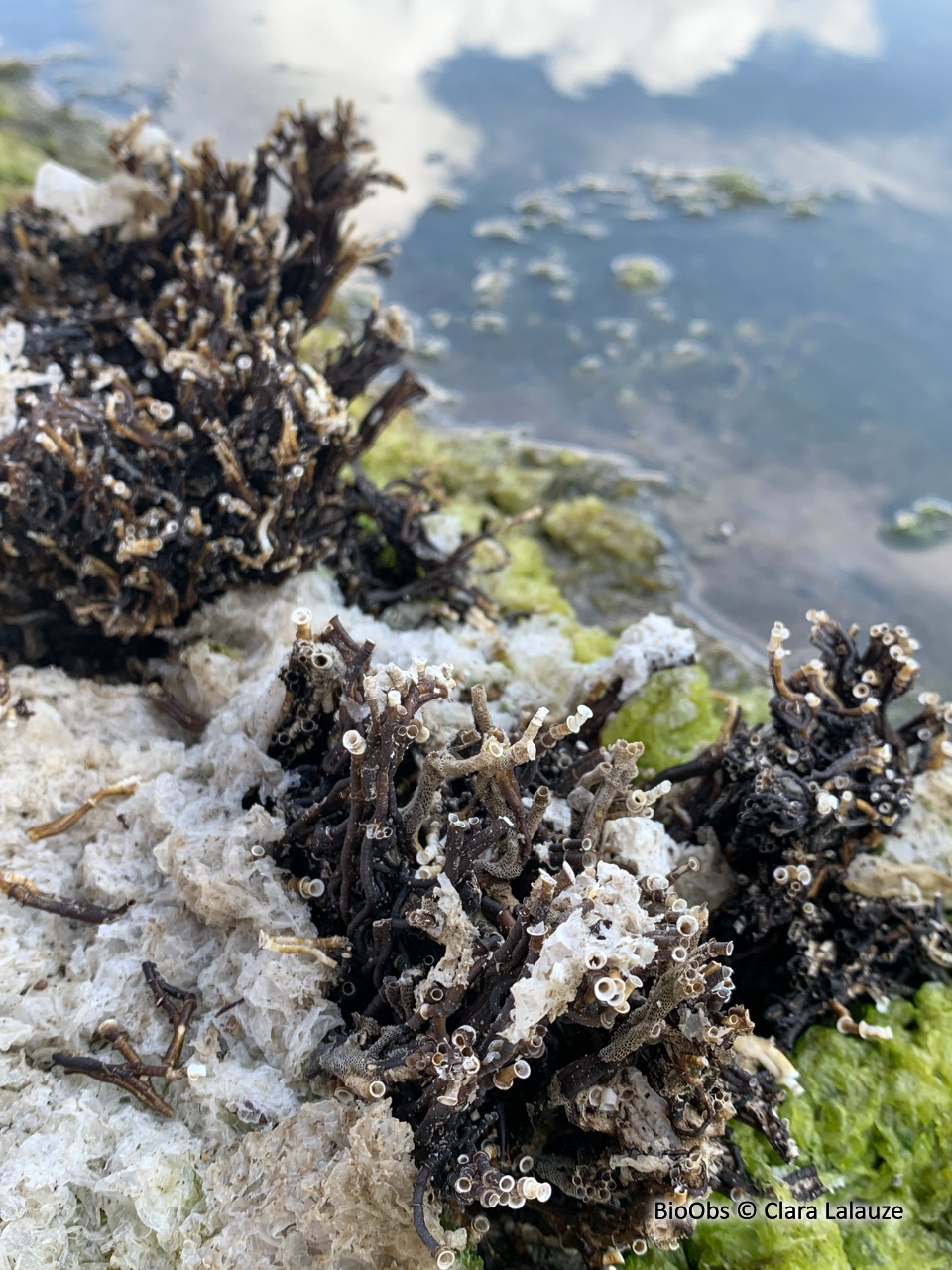 Cascail - Ficopomatus enigmaticus - Clara Lalauze - BioObs