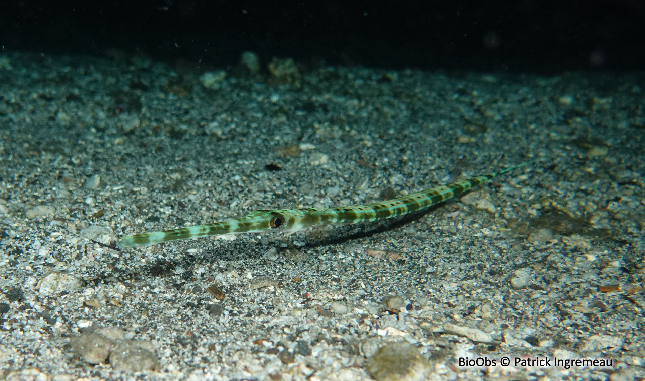 Poisson-flûte à taches bleues - Fistularia commersonii - Patrick Ingremeau - BioObs