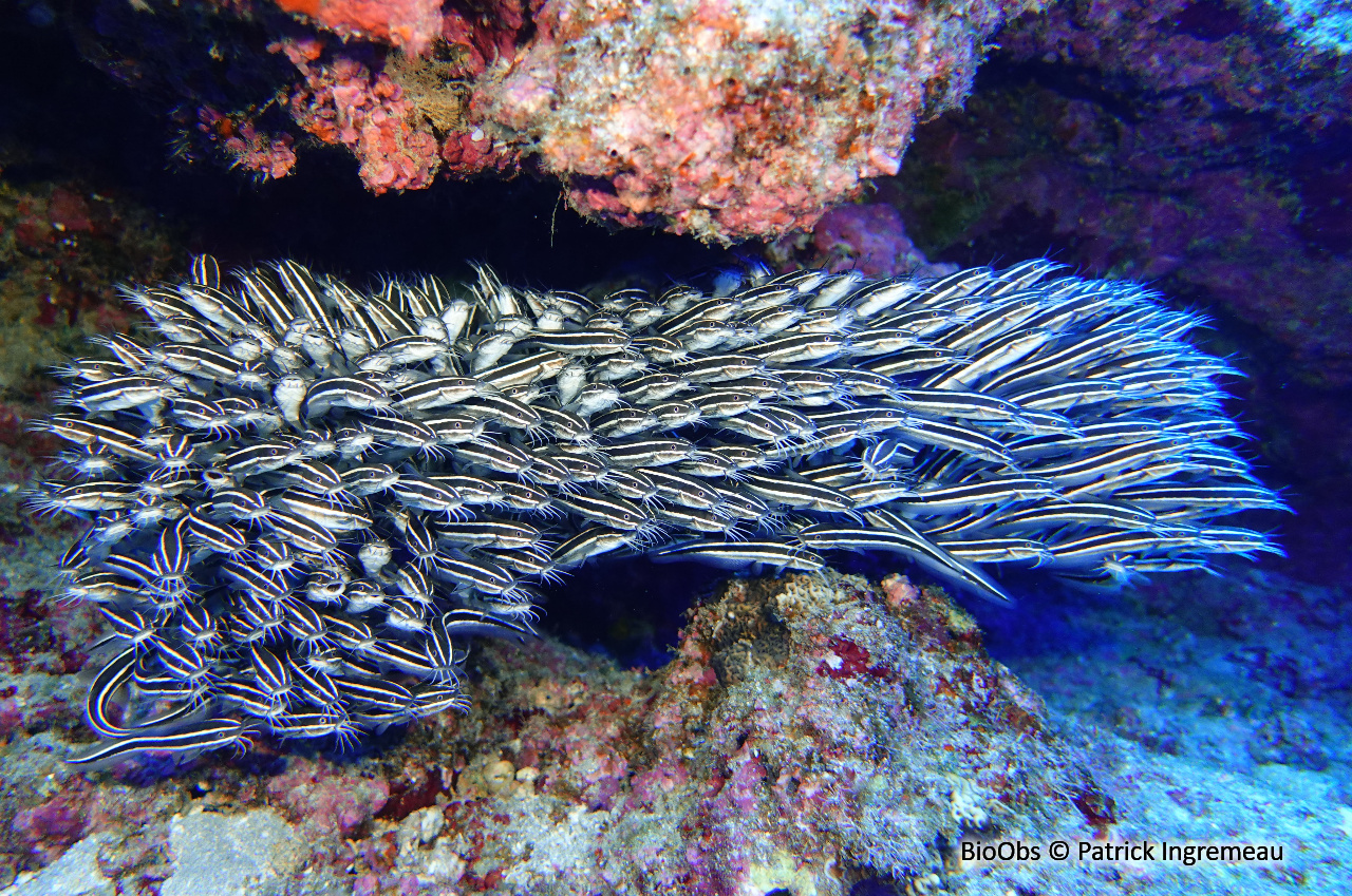 Poisson-chat rayé - Plotosus lineatus - Patrick Ingremeau - BioObs