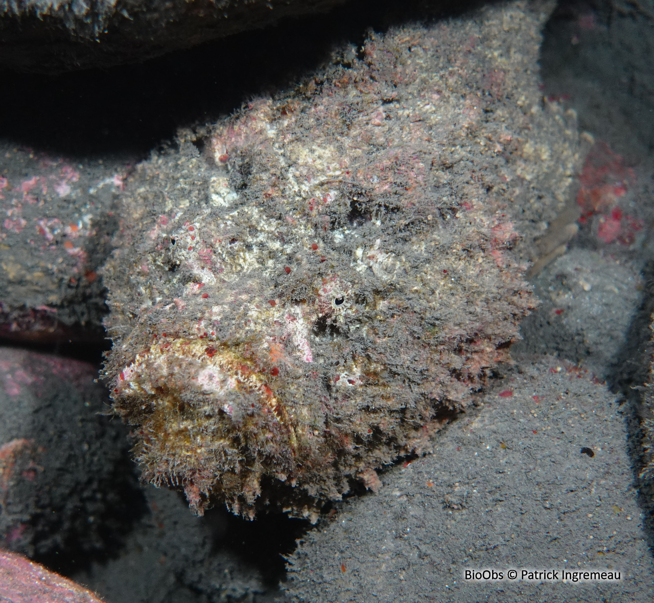 Poisson-pierre commun - Synanceia verrucosa - Patrick Ingremeau - BioObs