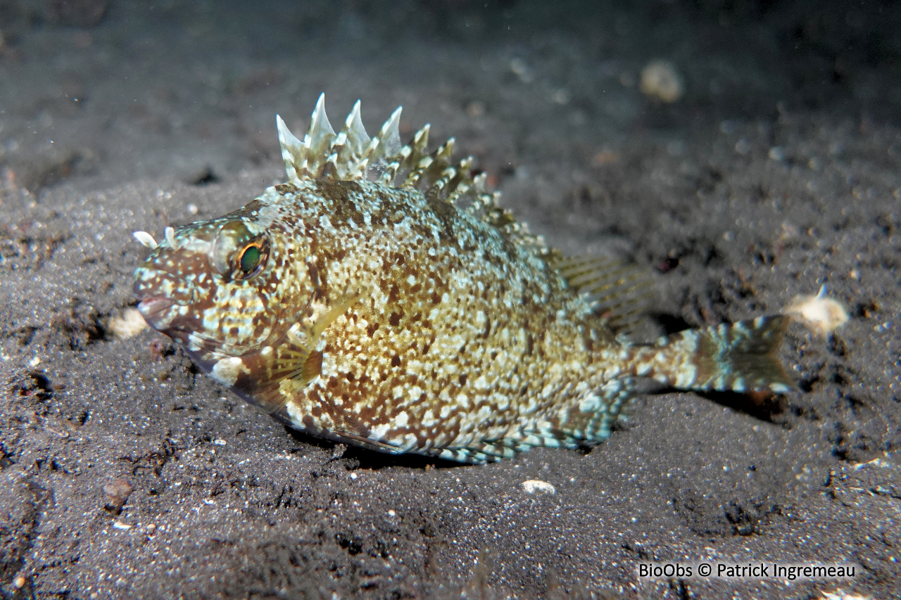 Poisson lapin à queue tronquée - Siganus luridus - Patrick Ingremeau - BioObs