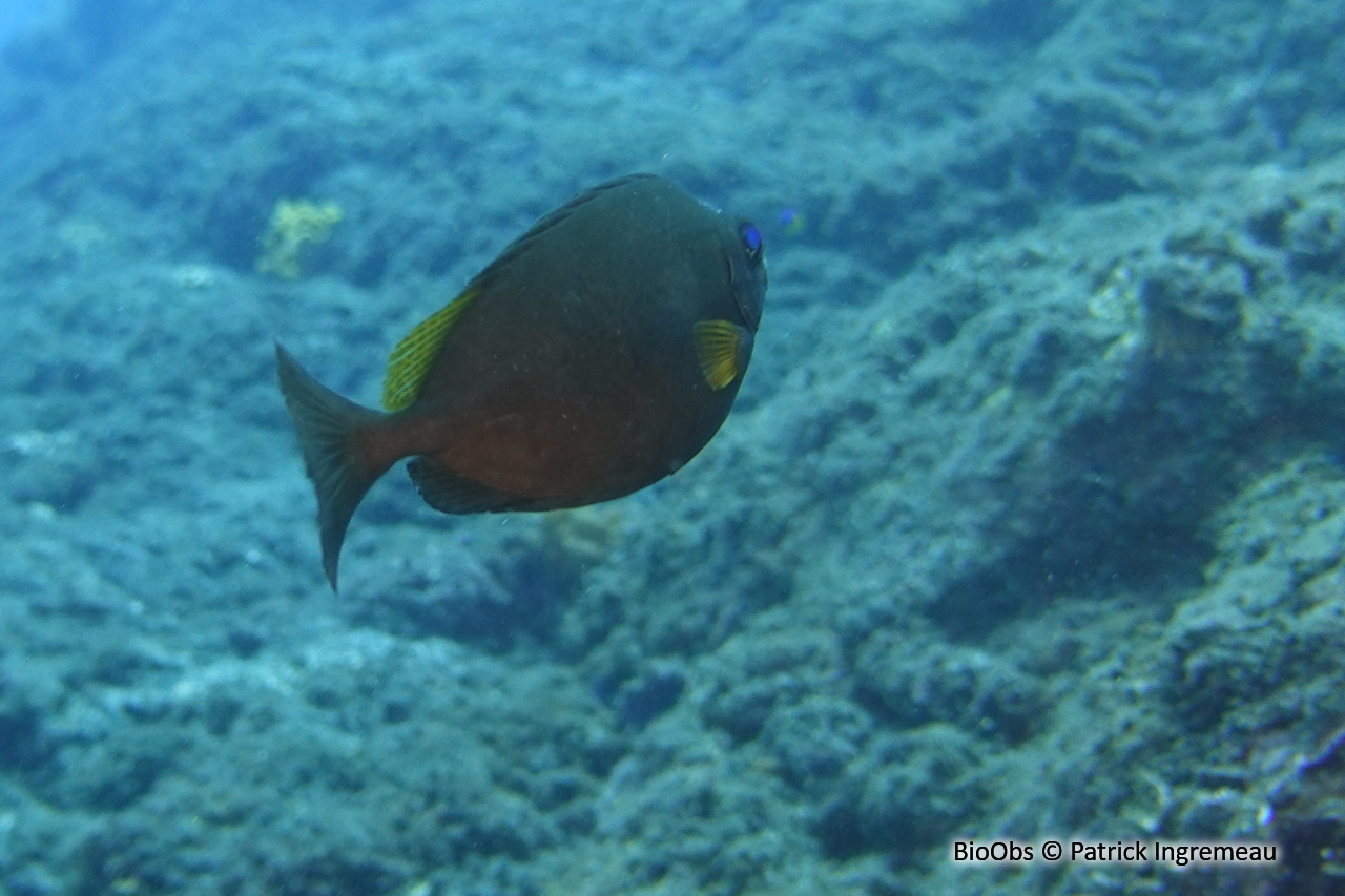 Poisson lapin à queue tronquée - Siganus luridus - Patrick Ingremeau - BioObs