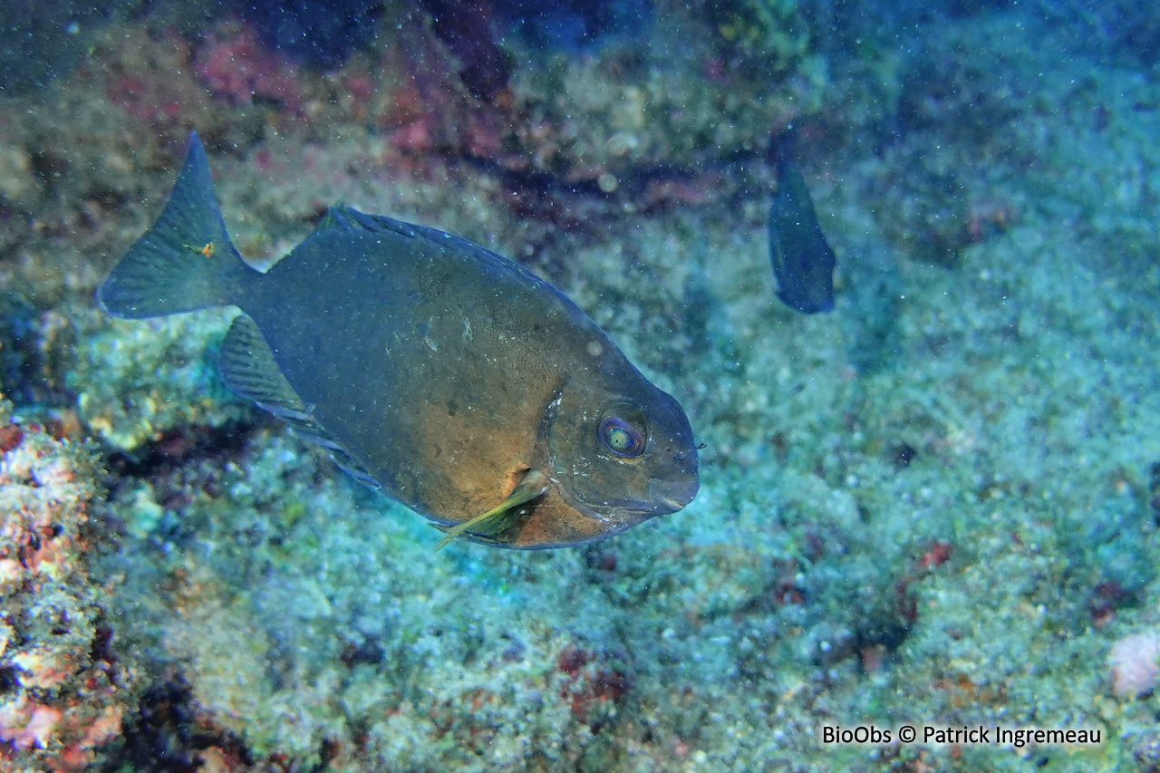 Poisson lapin à queue tronquée - Siganus luridus - Patrick Ingremeau - BioObs