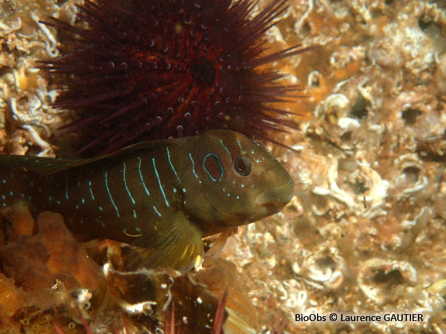 Blennie paon - Salaria pavo - Laurence GAUTIER - BioObs