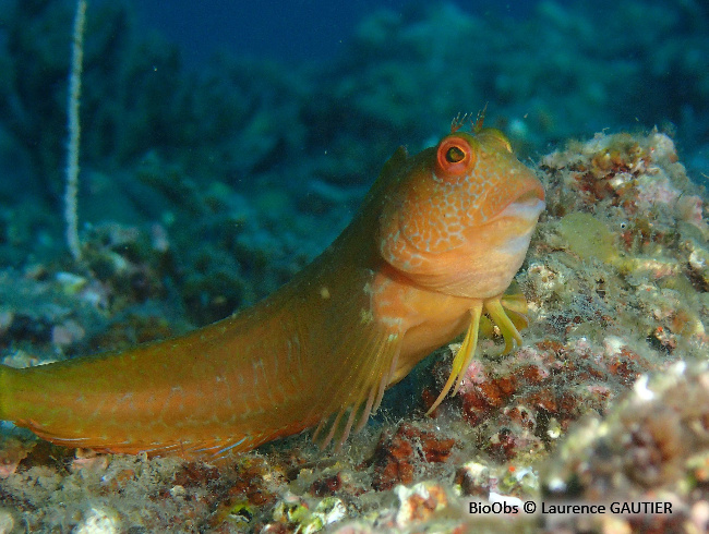Blennie pilicorne - Parablennius pilicornis - Laurence GAUTIER - BioObs