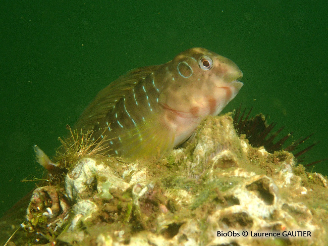Blennie paon - Salaria pavo - Laurence GAUTIER - BioObs