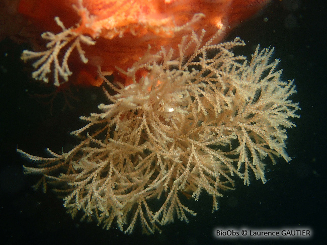Bryozoaire inopiné - Tricellaria inopinata - Laurence GAUTIER - BioObs