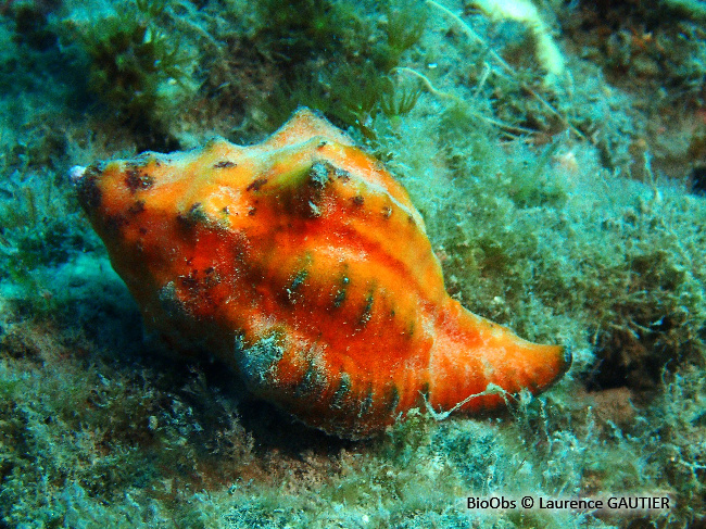 Rocher fascié - Hexaplex trunculus - Laurence GAUTIER - BioObs
