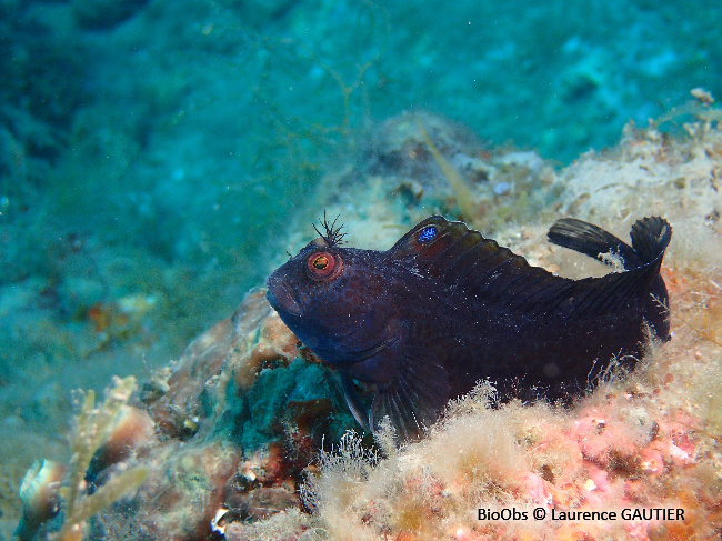 Blennie pilicorne - Parablennius pilicornis - Laurence GAUTIER - BioObs
