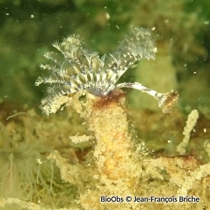 Hydroide d'Ezo - Hydroides ezoensis - Jean-François Briche - BioObs