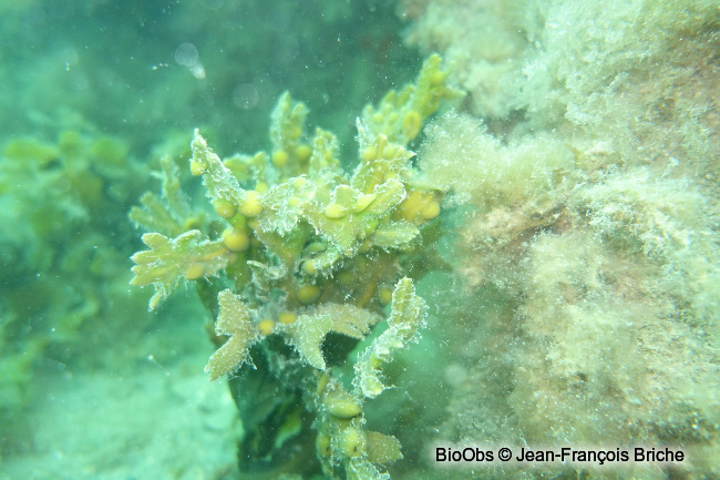 Fucus vésiculeux - Fucus vesiculosus - Jean-François Briche - BioObs