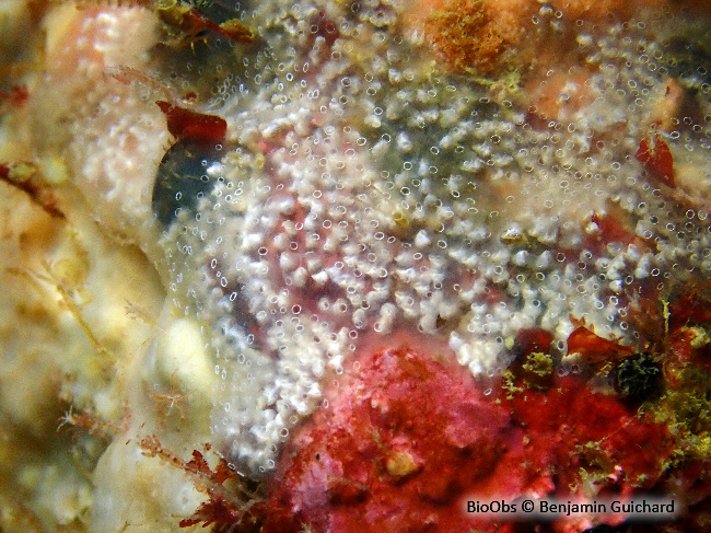 Didemne gélatineux et transparent - Diplosoma listerianum - Benjamin Guichard - BioObs