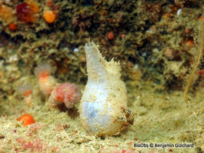 Ascidie sale - Ascidiella aspersa - Benjamin Guichard - BioObs