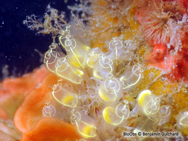 Grande claveline - Clavelina lepadiformis - Benjamin Guichard - BioObs