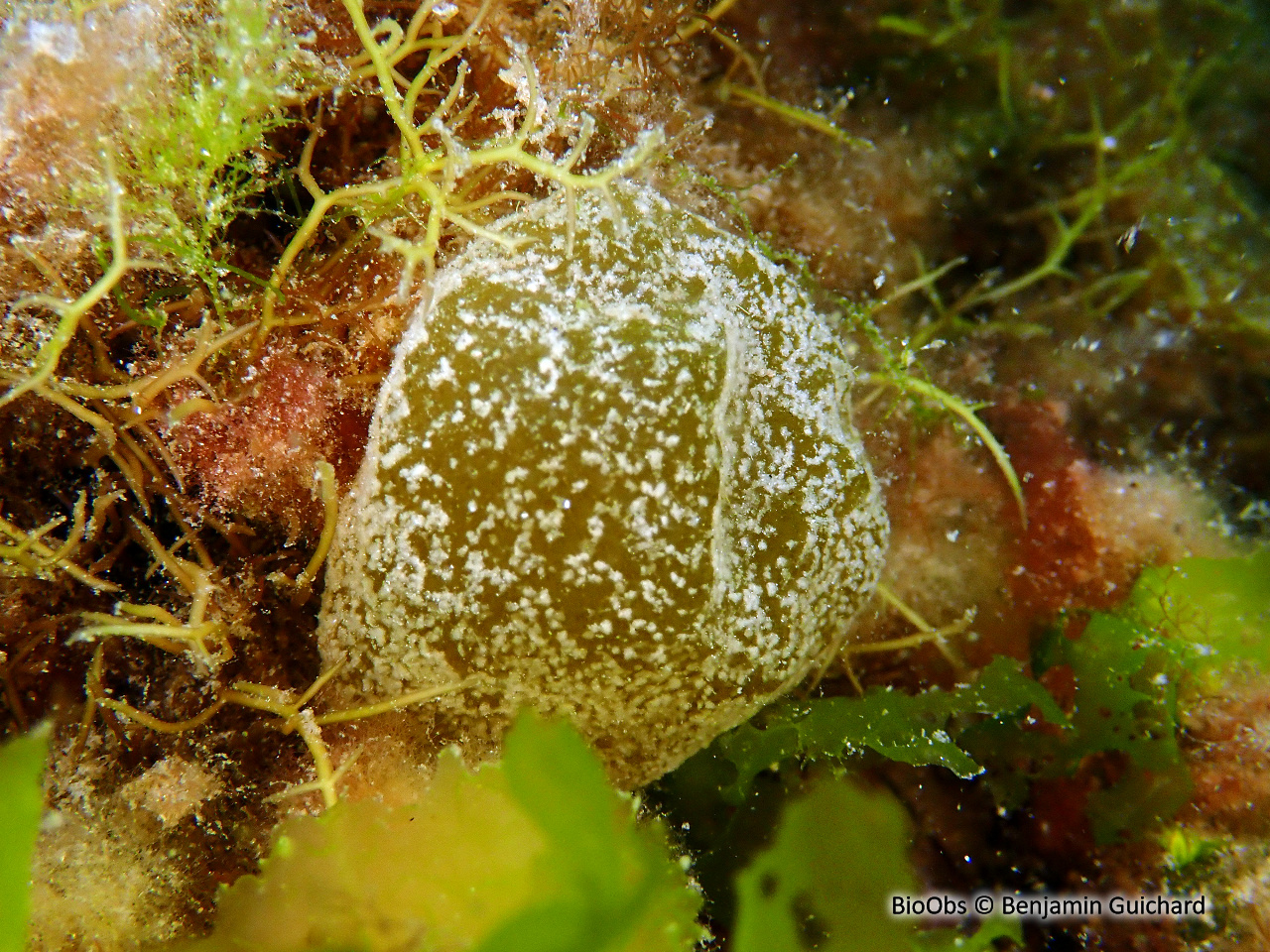 Voleuse d'huître - Colpomenia peregrina - Benjamin Guichard - BioObs