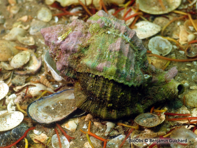 Rocher fascié - Hexaplex trunculus - Benjamin Guichard - BioObs