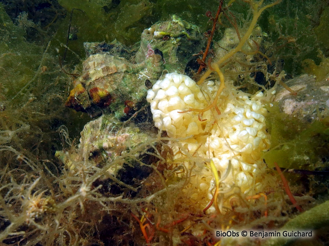 Rocher fascié ponte - Hexaplex sp - Benjamin Guichard - BioObs