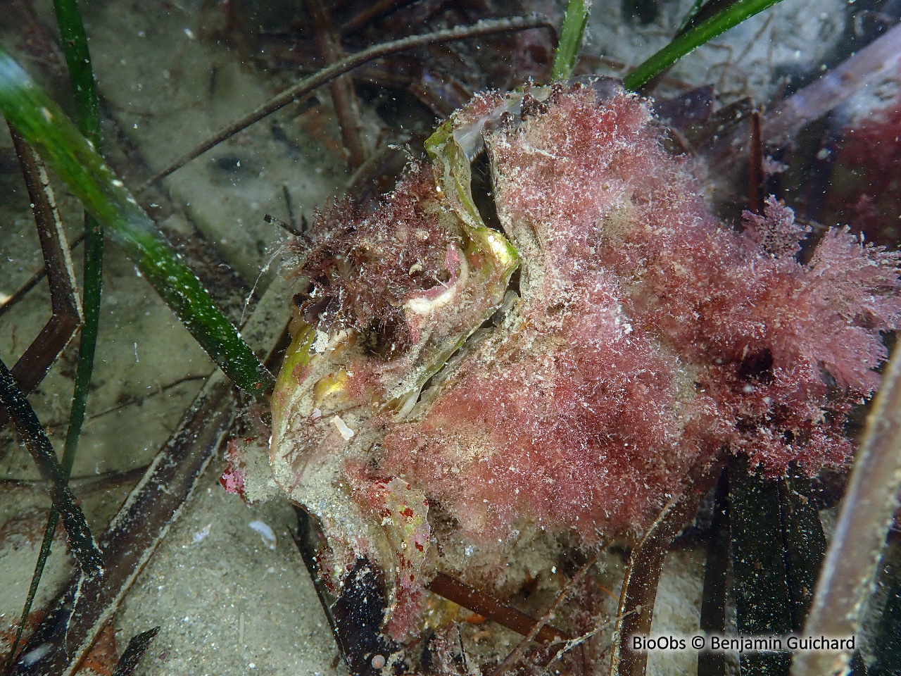 Huitre creuse - Magallana gigas - Benjamin Guichard - BioObs