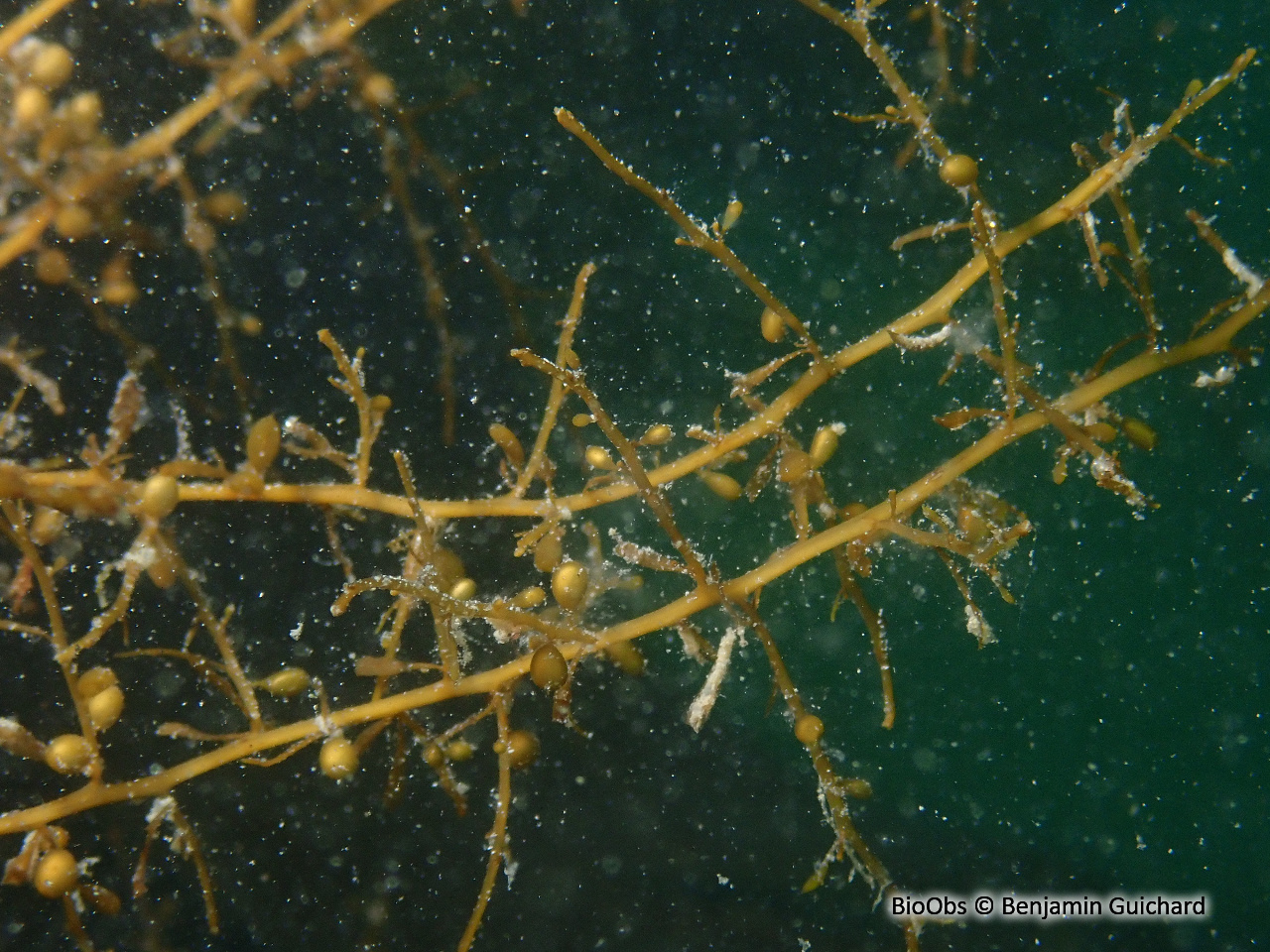 Sargasse japonaise - Sargassum muticum - Benjamin Guichard - BioObs