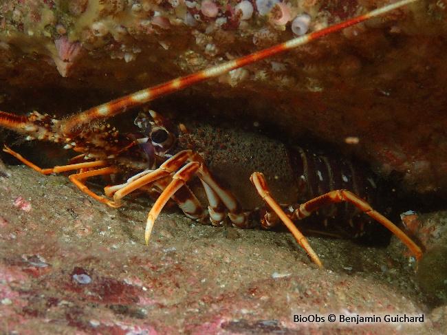 Langouste rouge - Palinurus elephas - Benjamin Guichard - BioObs