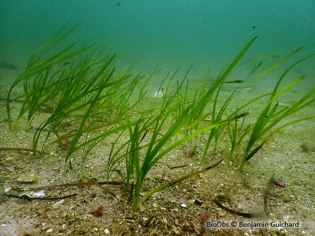 Zostère marine - Zostera (Zostera) marina Zostère marine - Zostera (Zostera) marina