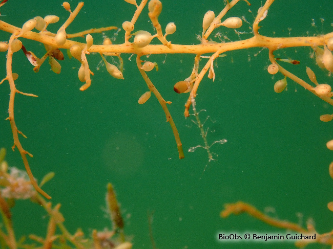 Caprelle japonaise - Caprella mutica - Benjamin Guichard - BioObs